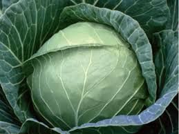 CABBAGE-PRUKTOR